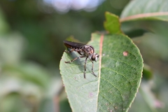 Heteropogon macerinus