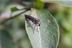 Heteropogon macerinus