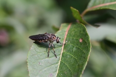 Heteropogon macerinus