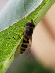 Syrphus rectus