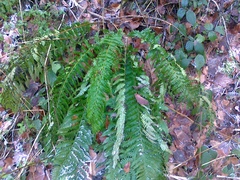 Polystichum × luerssenii