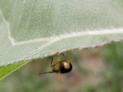 Syrphus rectus