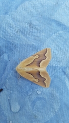 Sabulodes edwardsata