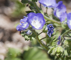 Phacelia patuliflora