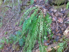 Polystichum × luerssenii