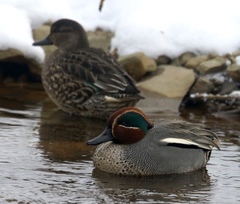 Anas crecca crecca
