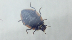 Adalia bipunctata