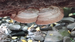 Ganoderma applanatum image