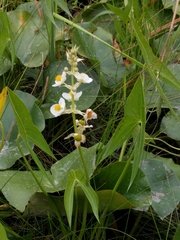 Sagittaria