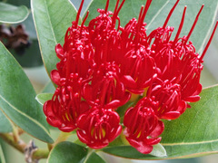 Xanthostemon youngii