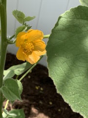 Allowissadula holosericea