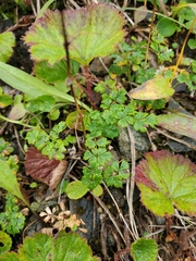 Thalictrum alpinum