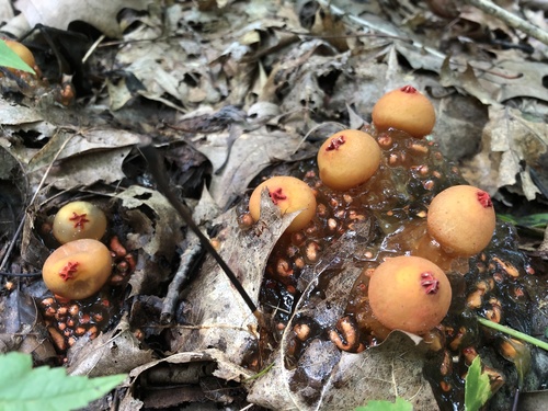 stalked puffball-in-aspic