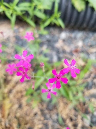 Atocion armeria