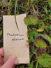 Thalictrum alpinum