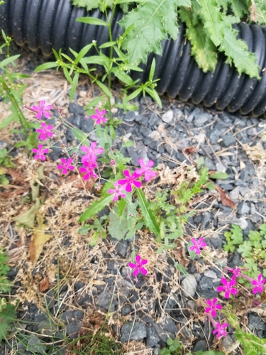 Atocion armeria