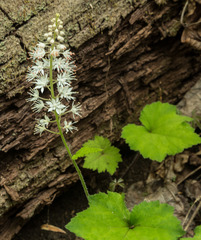 Tiarella austrina