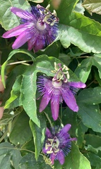 Passiflora amethystina × caerulea