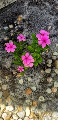 Catharanthus roseus image