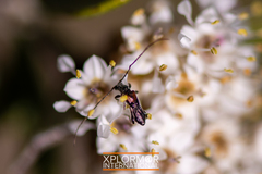 Molorchus longicollis