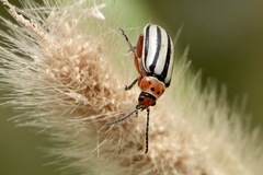 Disonycha latiovittata