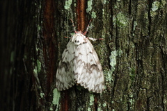 Lymantria mathura aurora