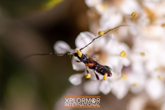 Molorchus longicollis