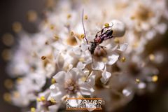 Molorchus longicollis