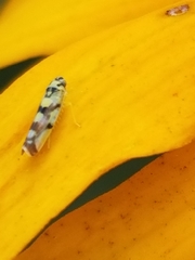 Eupteryx atropunctata