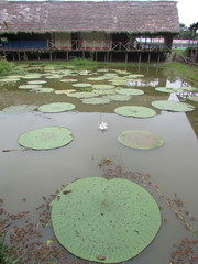 Victoria amazonica