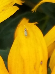 Eupteryx atropunctata