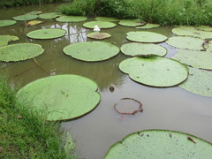 Victoria amazonica