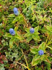 Gentiana platypetala