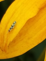 Eupteryx atropunctata