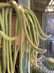 Aporocactus flagelliformis