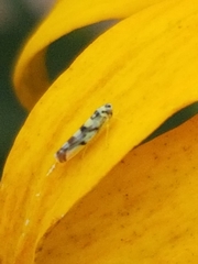 Eupteryx atropunctata