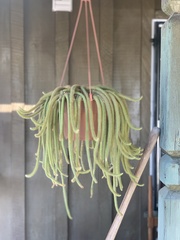 Aporocactus flagelliformis