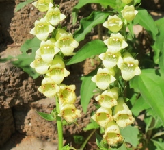 Digitalis lutea