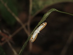 Nymphidium acherois