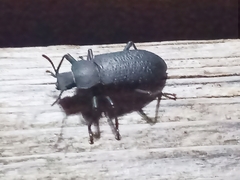 Iphthiminus serratus