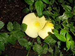 Leucocoprinus