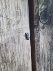 Iphthiminus serratus