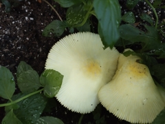 Leucocoprinus
