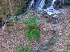 Polystichum × luerssenii