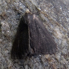 Scolecocampinae