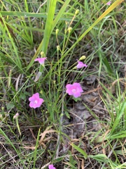 Agalinis decemloba