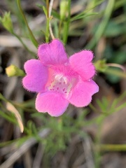 Agalinis decemloba