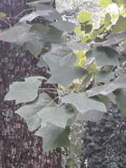 Liriodendron tulipifera