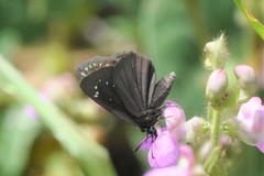 Pholisora mejicanus