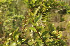 Xylosma spiculifera